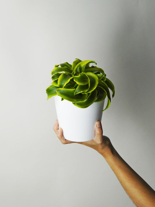 Dracaena Tornado_0