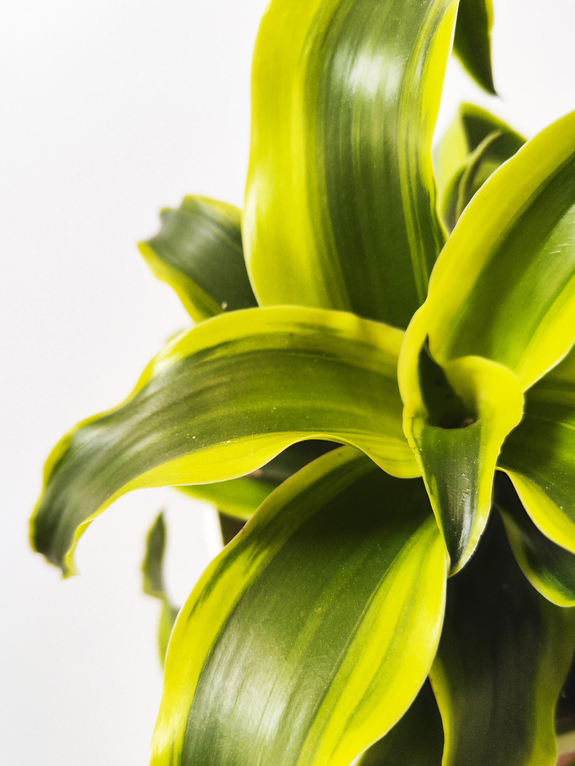 Dracaena Tornado_1
