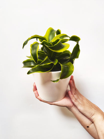 Dracaena Tornado_2