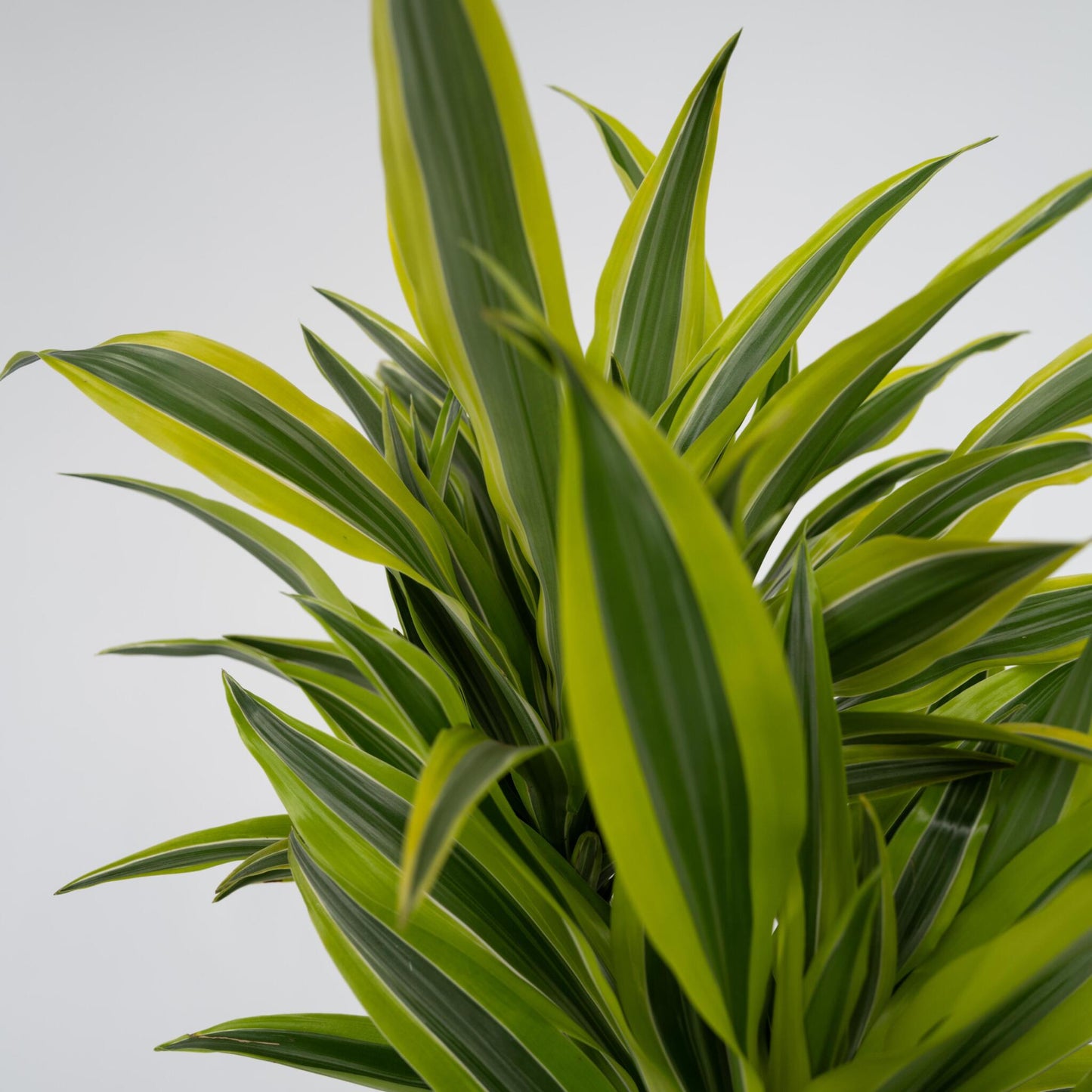 Drácena - 2 Pzs - Dracaena Deremensis 'lemon Lime' - Altura 60-70cm - ⌀17cm_3