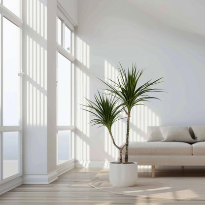 Drácena - 2 Pzs - Dracaena Marginata - Altura 70-80cm - ⌀17cm_1