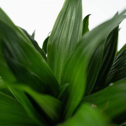 Drácena - 2 Pzs - Dracaena Surculosa - Altura 50-65cm - ⌀17cm_3