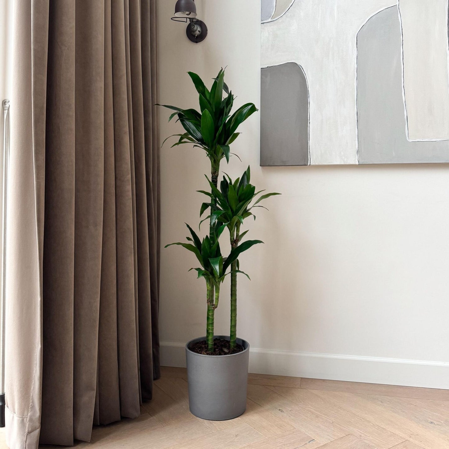 Drácena - Dracaena Deremensis 'janet Craig' - Altura 140-150cm - ⌀24cm_1