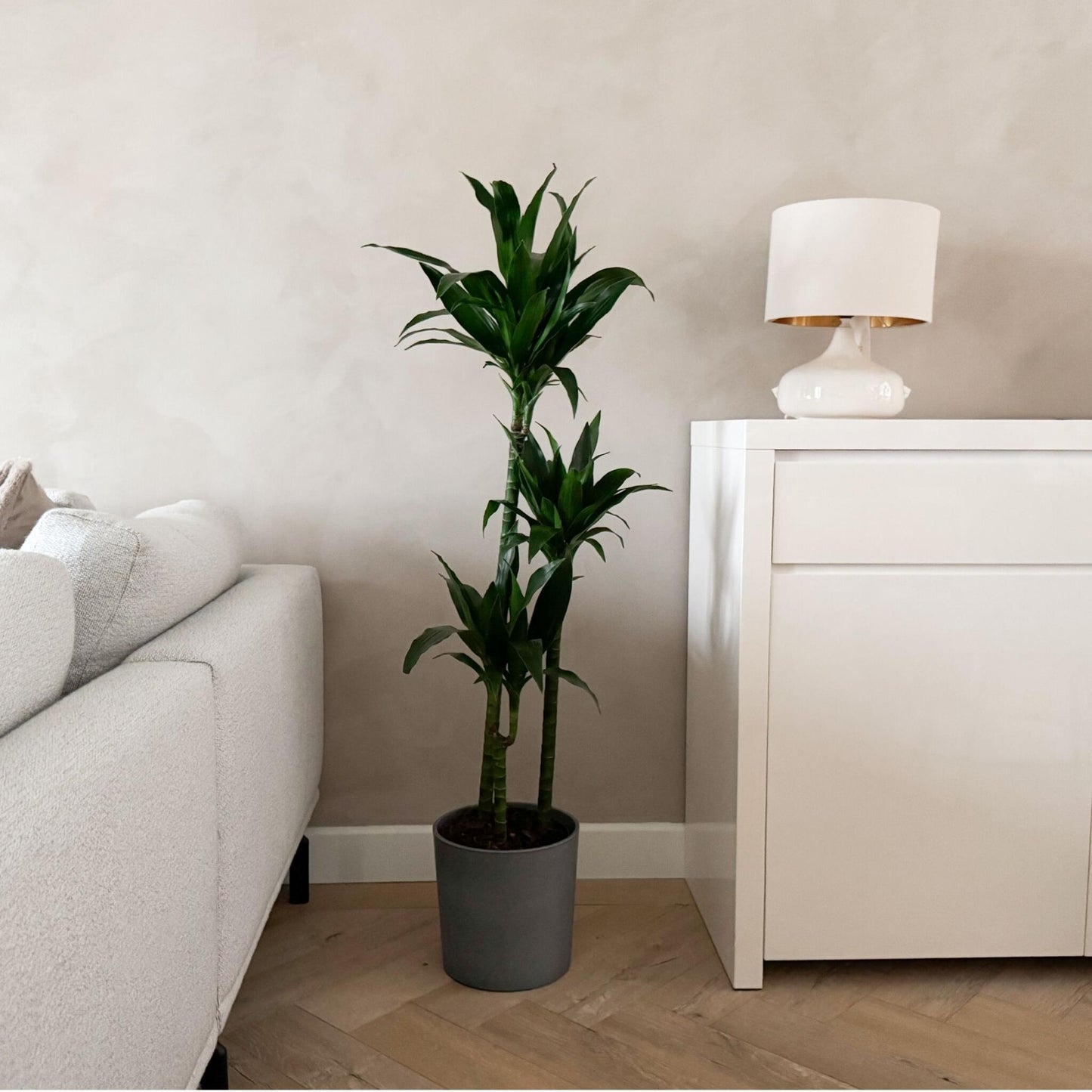Drácena - Dracaena Deremensis 'janet Craig' - Altura 140-150cm - ⌀24cm_4