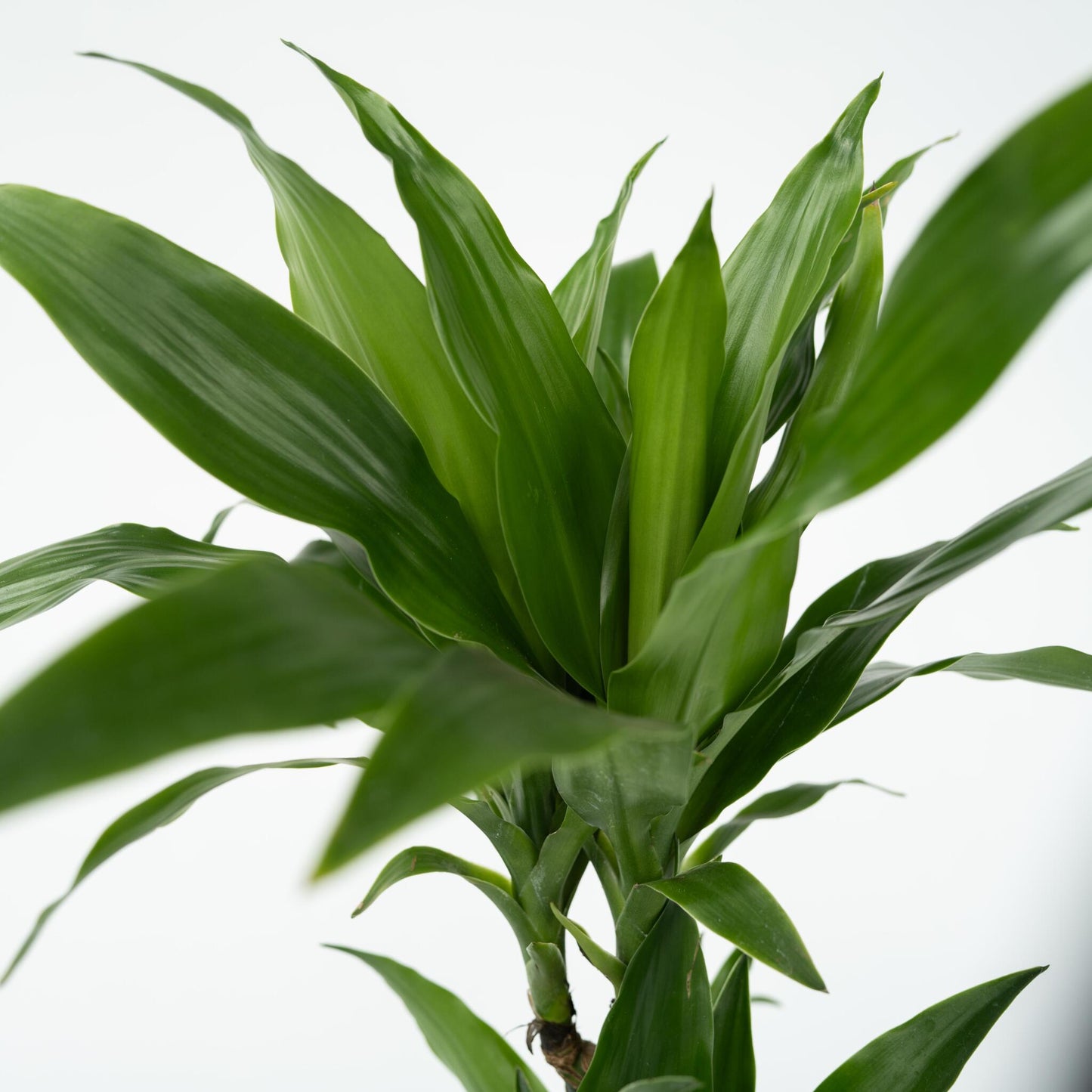 Drácena - Dracaena Deremensis 'janet Craig' - Altura 60-70cm - ⌀17cm_3