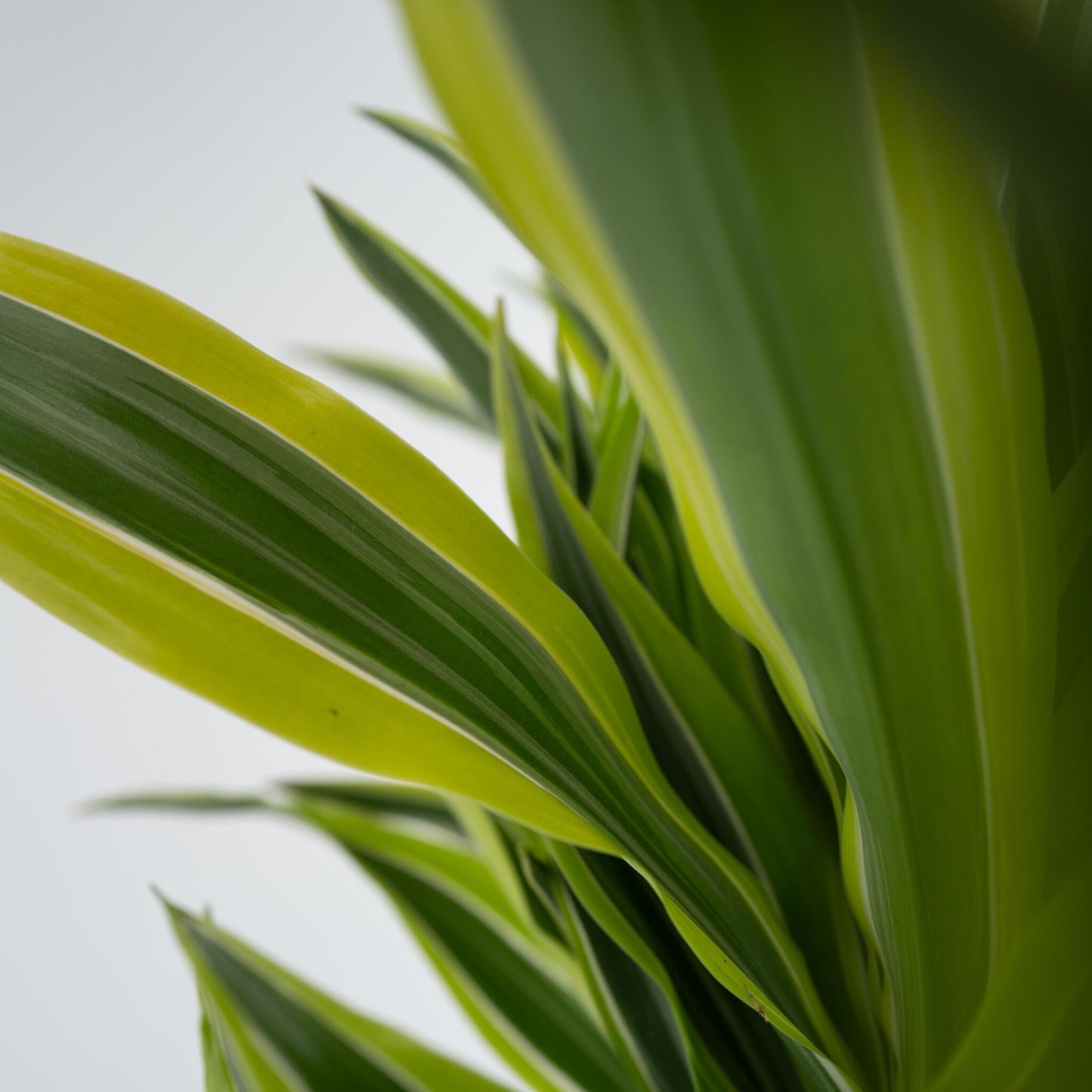 Drácena - Dracaena Deremensis 'lemon Lime' - Altura 60-70cm - ⌀17cm_3