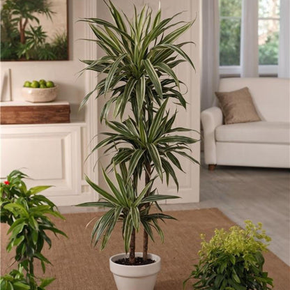 Drácena - Dracaena Deremensis 'warneckei' - Altura 60-70cm - ⌀17cm_1