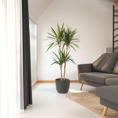 Drácena - Dracaena Marginata - Altura 150-160cm - ⌀27cm_1