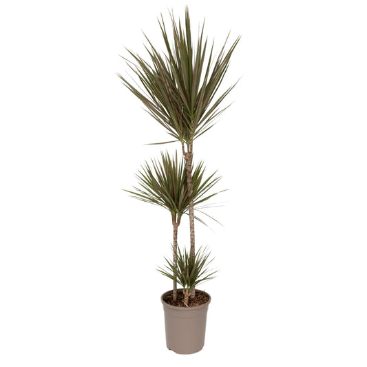 Drácena - Dracaena Marginata 'bicolor' - Altura 110-130cm - ⌀24cm_0