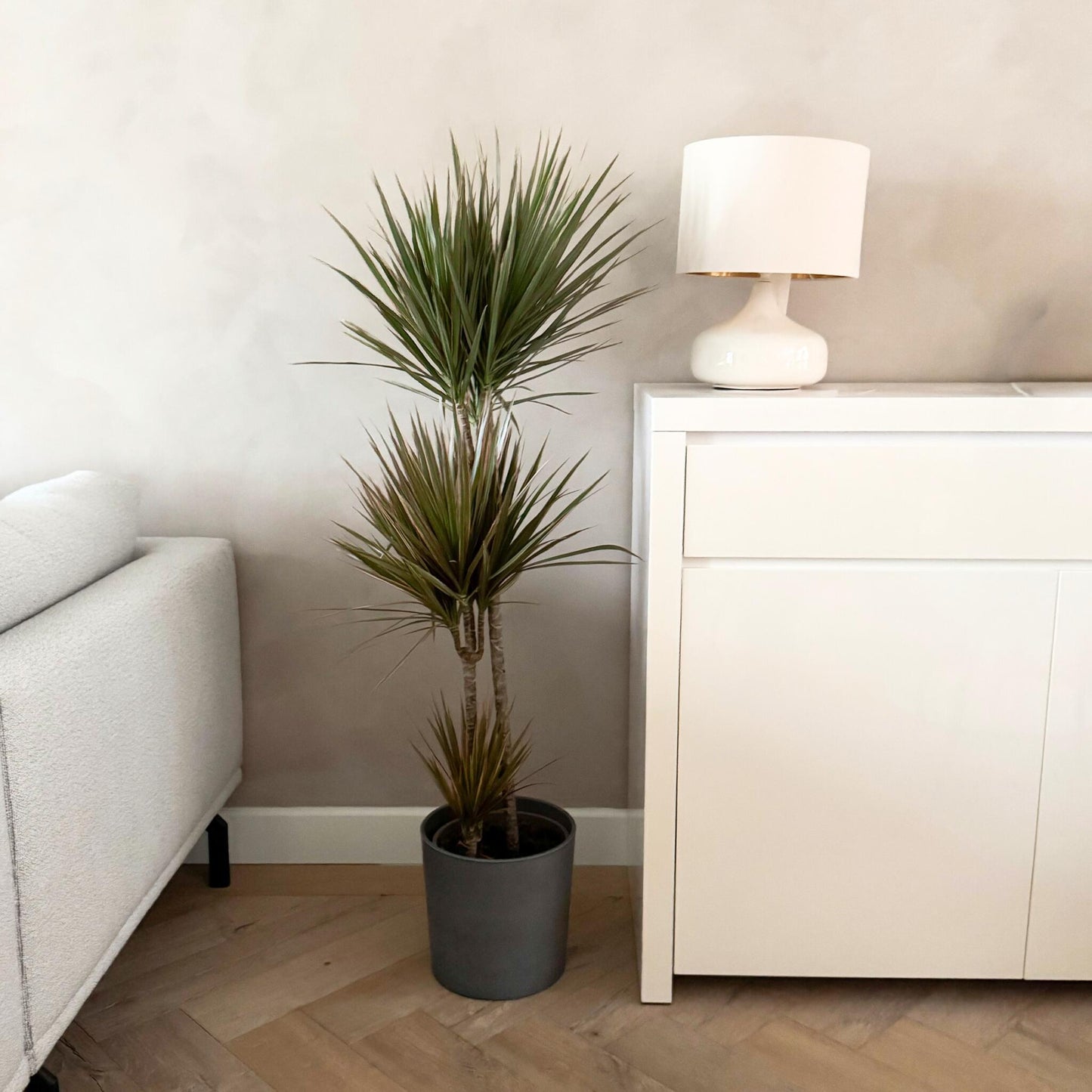 Drácena - Dracaena Marginata 'bicolor' - Altura 110-130cm - ⌀24cm_1