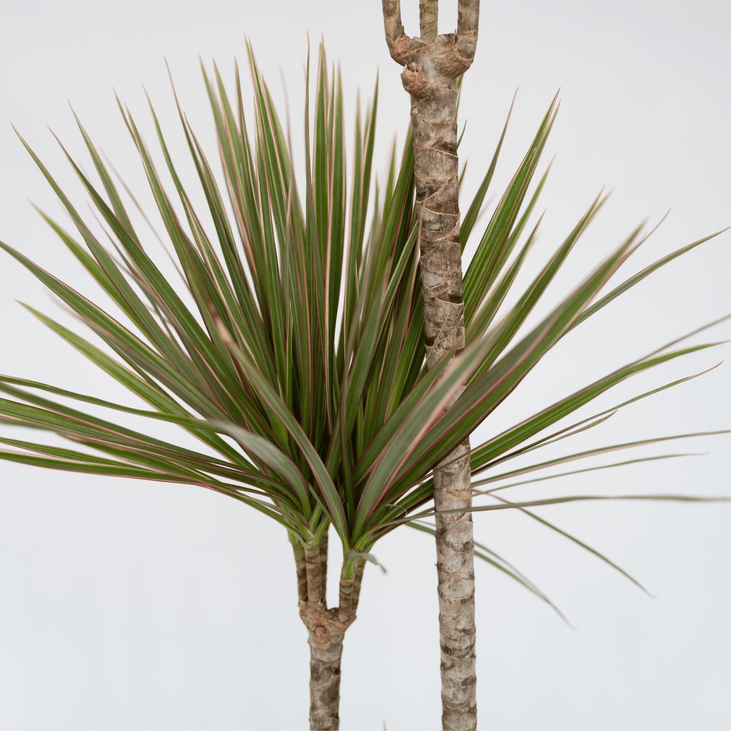 Drácena - Dracaena Marginata 'bicolor' - Altura 110-130cm - ⌀24cm_3