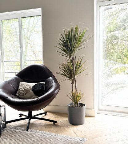 Drácena - Dracaena Marginata 'bicolor' - Altura 110-130cm - ⌀24cm_4