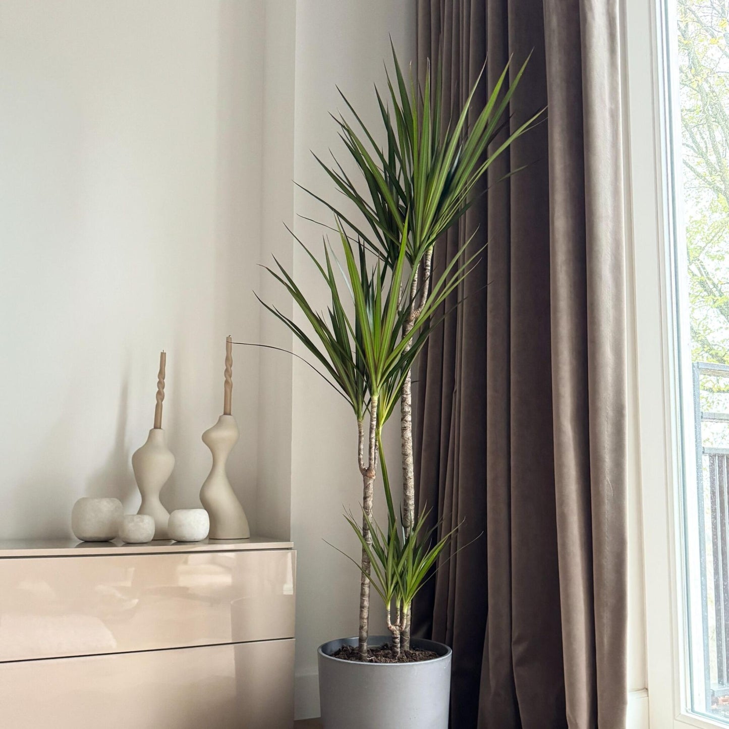 Drácena - Dracaena Marginata 'magenta' - Altura 110-130cm - ⌀24cm_1