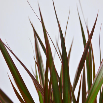 Drácena - Dracaena Marginata 'magenta' - Altura 110-130cm - ⌀24cm_3