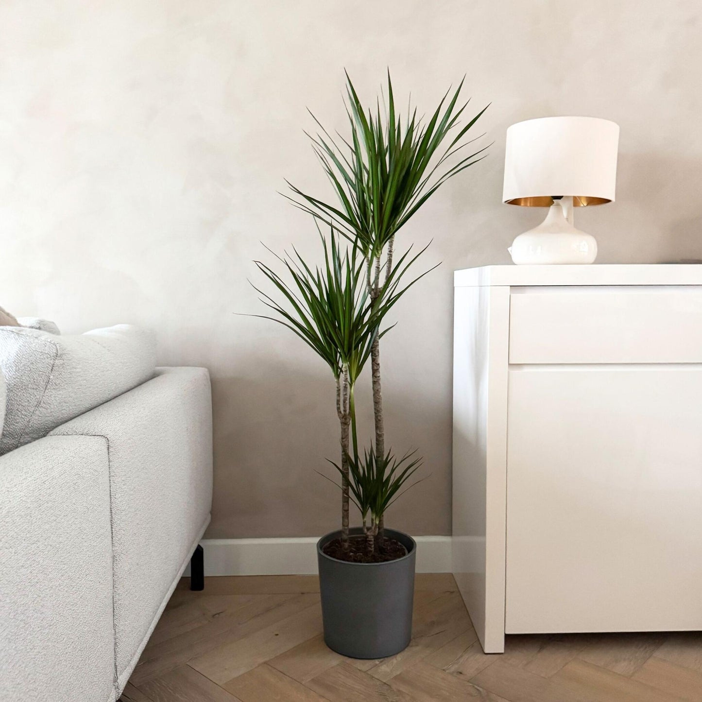Drácena - Dracaena Marginata 'magenta' - Altura 110-130cm - ⌀24cm_4