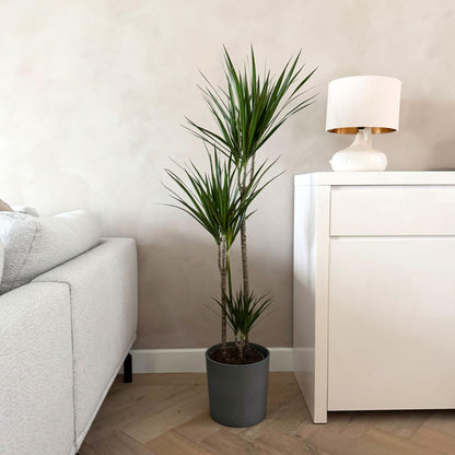 Drácena - Dracaena Marginata 'magenta' - Altura 110-130cm - ⌀24cm_4