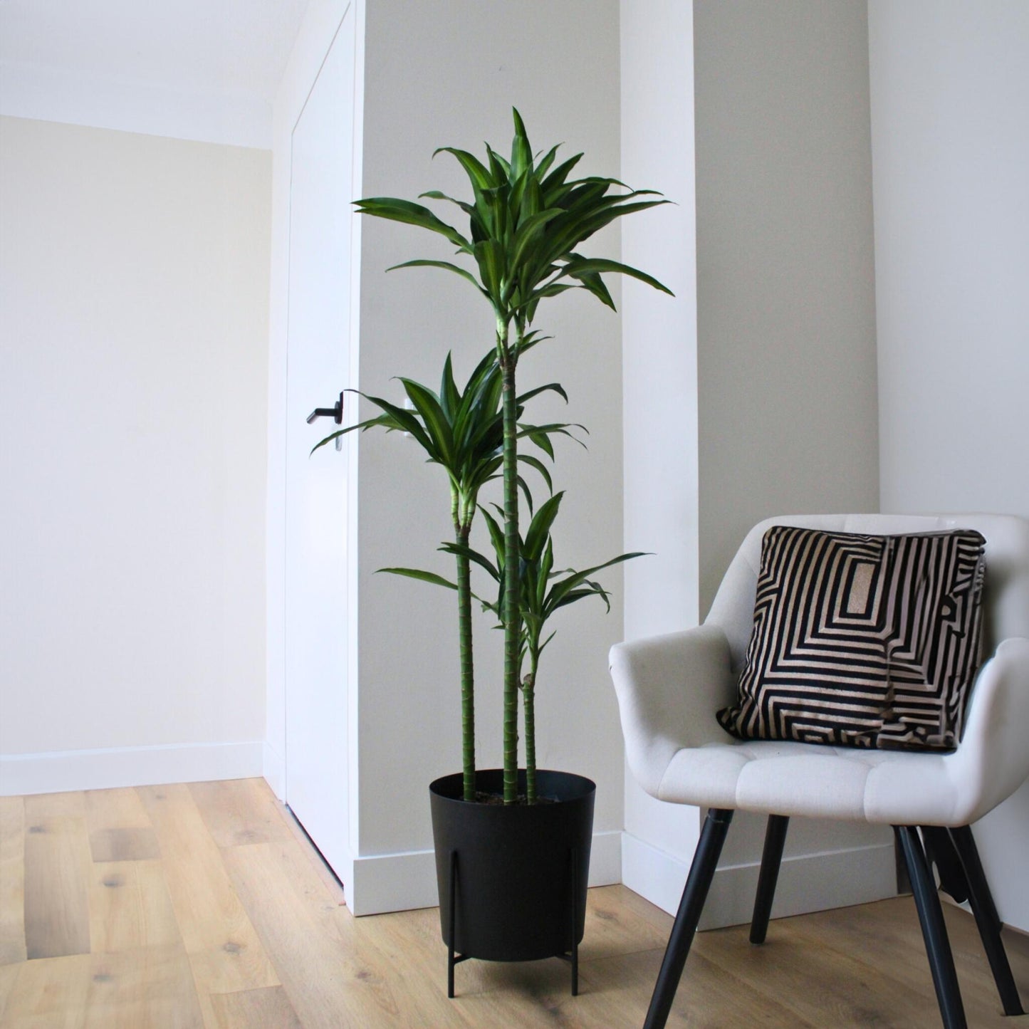 Drácena - Dracaena Surculosa 'hawaiian Sunshine' - Altura 130-140cm - ⌀24cm_1