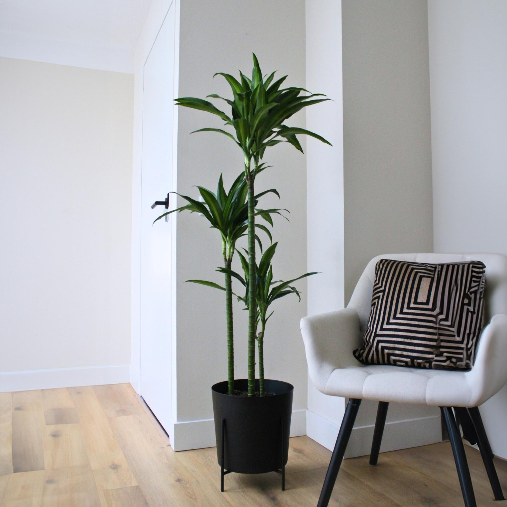 Drácena - Dracaena Surculosa 'hawaiian Sunshine' - Altura 130-140cm - ⌀24cm_1