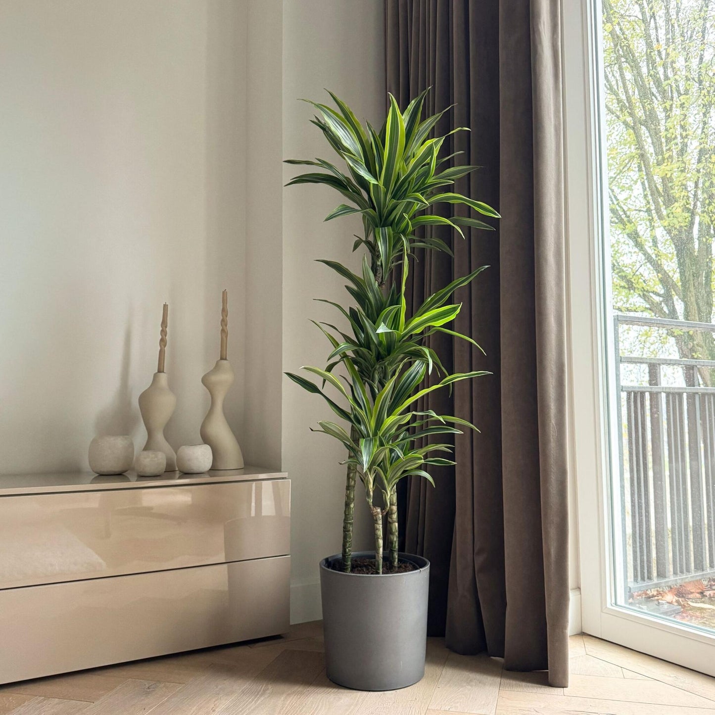 Drácena - Dracaena 'lemon Lime' - Altura 130-140cm - ⌀24cm_1