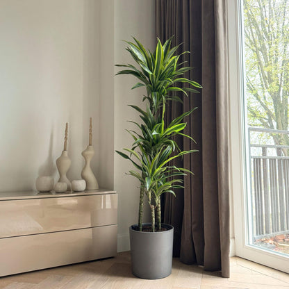 Drácena - Dracaena 'lemon Lime' - Altura 130-140cm - ⌀24cm_1