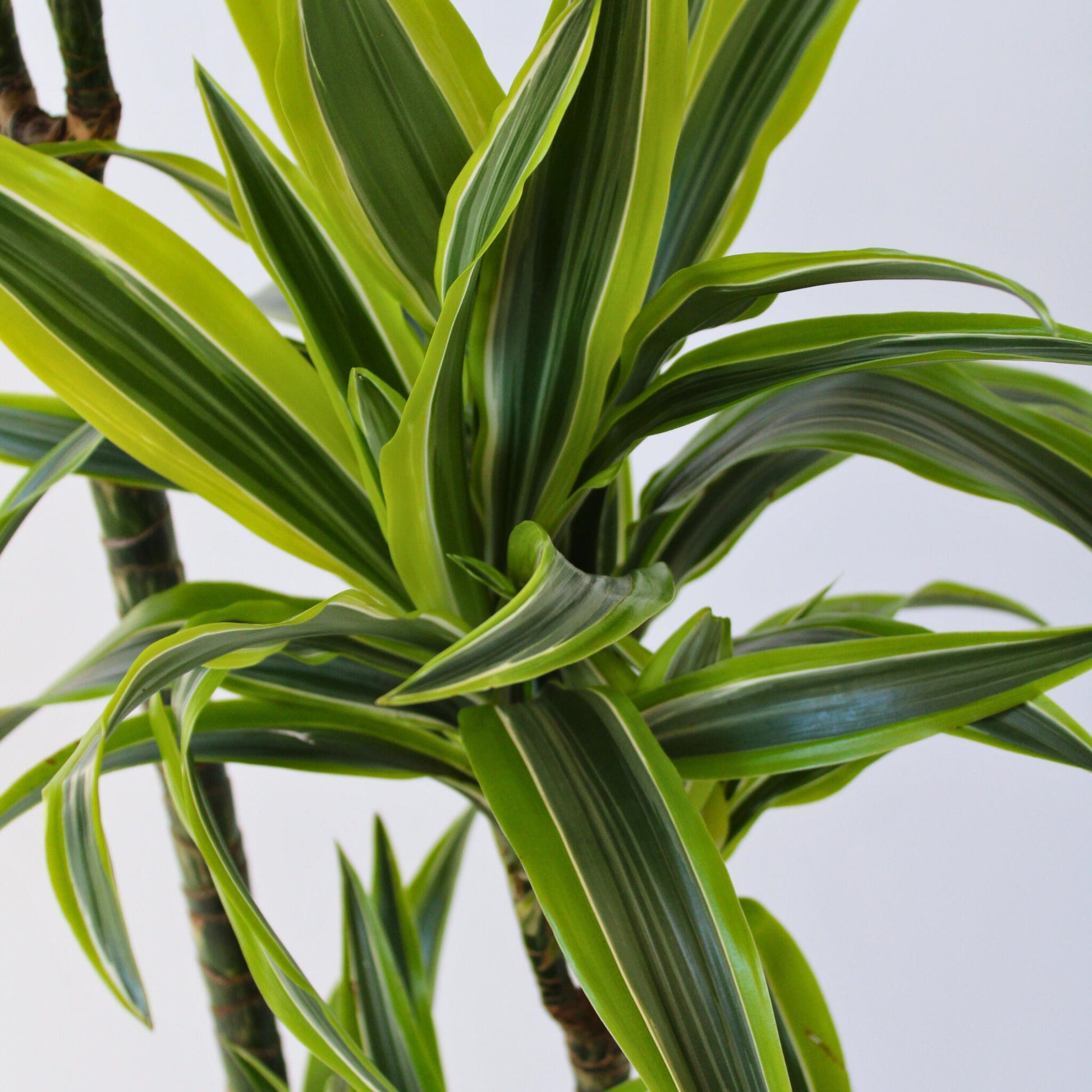 Drácena - Dracaena 'lemon Lime' - Altura 130-140cm - ⌀24cm_3