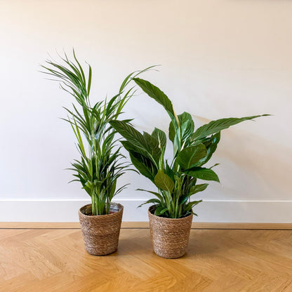 Dúo Verde - 2 Pzs - Spathiphyllum Dypsis - Incluye Cesta - 60-75cm - ⌀17cm_1