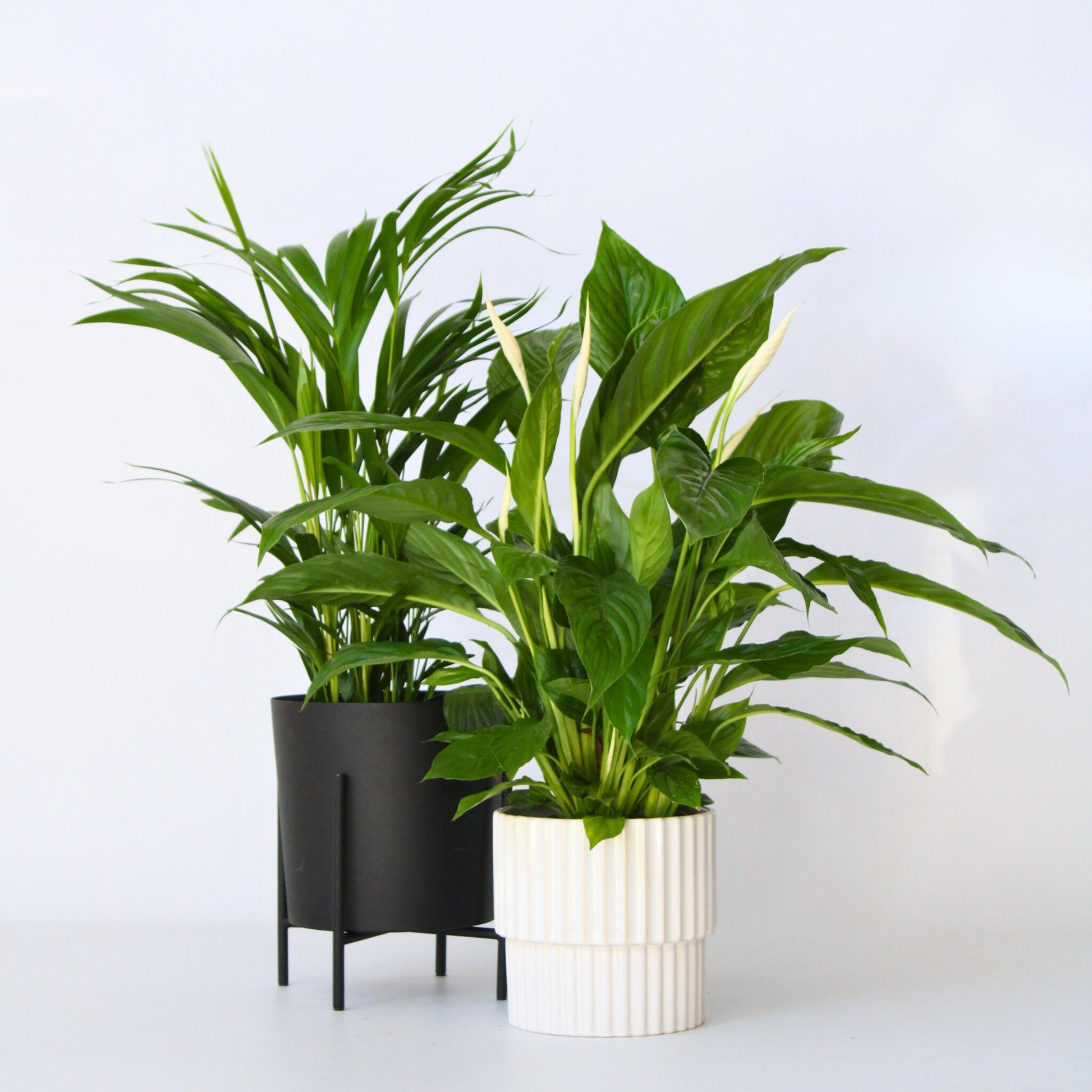 Dúo Verde - 2 Pzs - Spathiphyllum Dypsis Lutescens - Altura 60-75cm - ⌀17cm_1