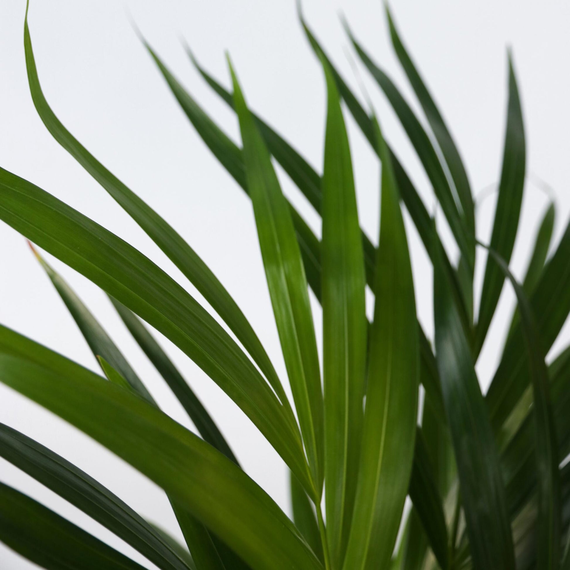 Dúo Verde - 2 Pzs - Spathiphyllum Dypsis Lutescens - Altura 60-75cm - ⌀17cm_3