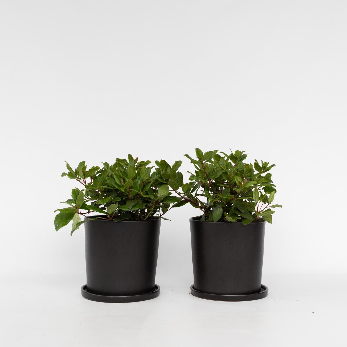 Durillo - 4 Pzs - Viburnum Tinus - Altura 25-40cm - ⌀17cm_0