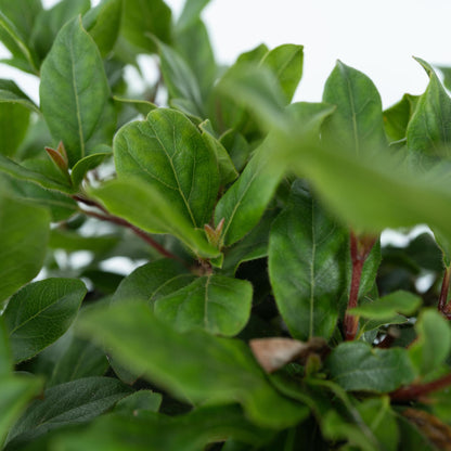 Durillo - 4 Pzs - Viburnum Tinus - Altura 25-40cm - ⌀17cm_3