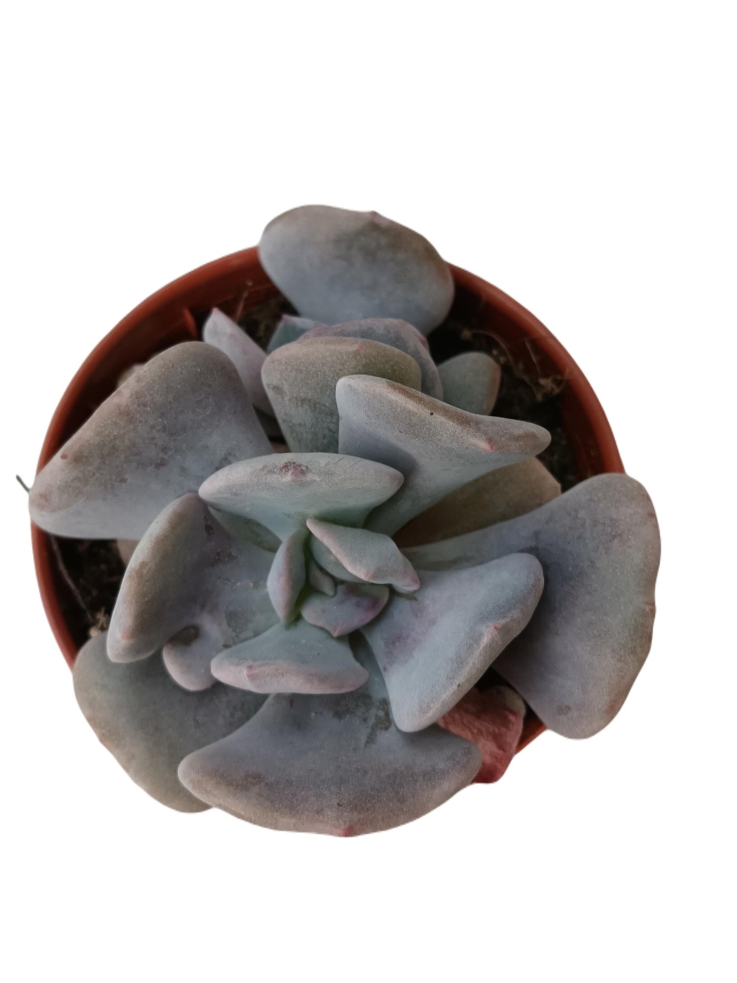 Echeveria Cubic Frost Planta Suculenta Ø5_0