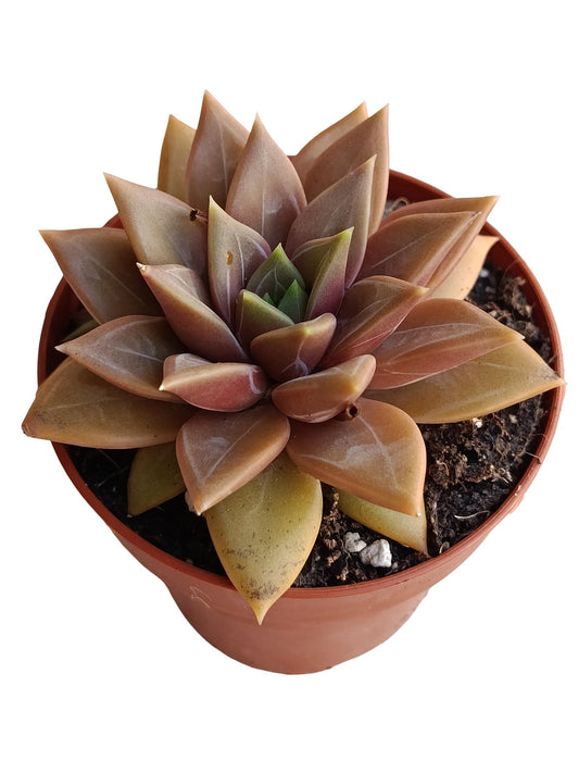 Echeveria Danika Planta Suculenta Natural Ø8_0