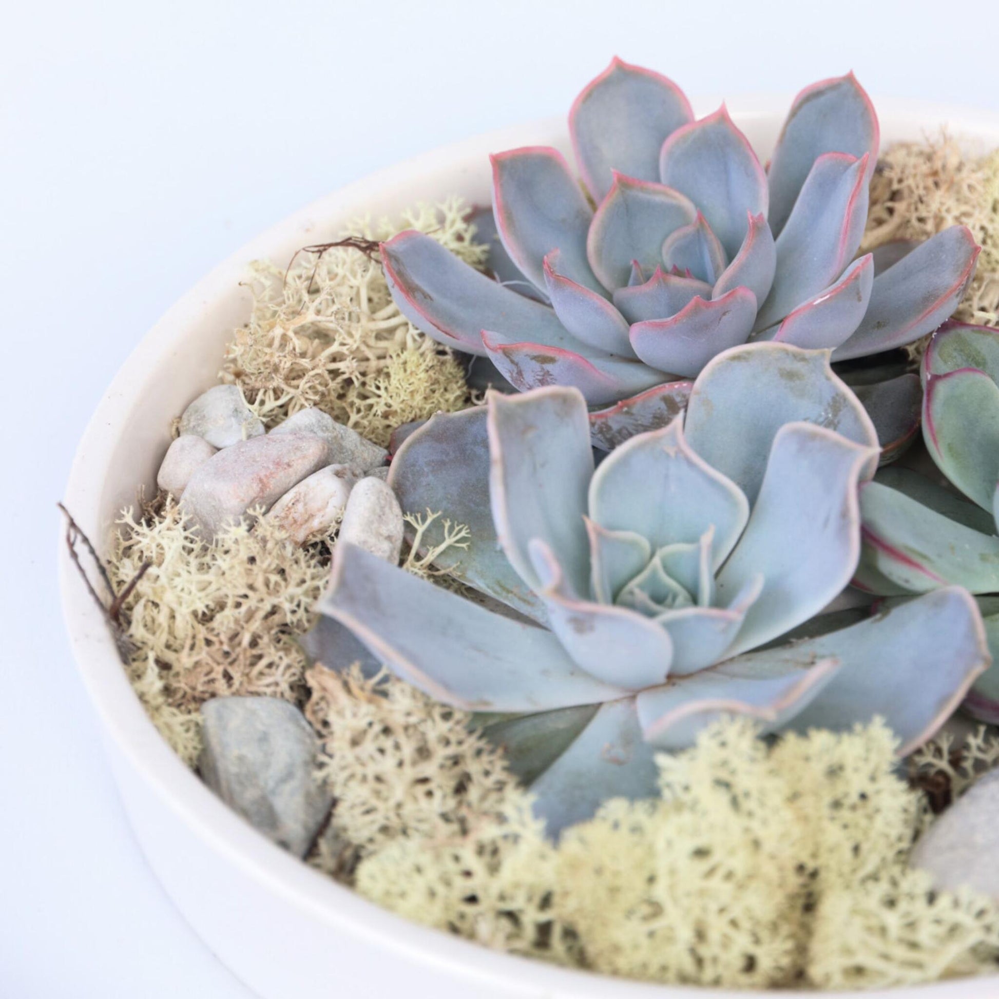Echeveria Garden Mix Blanca - Echeveria Lilacina - Altura 8cm_1