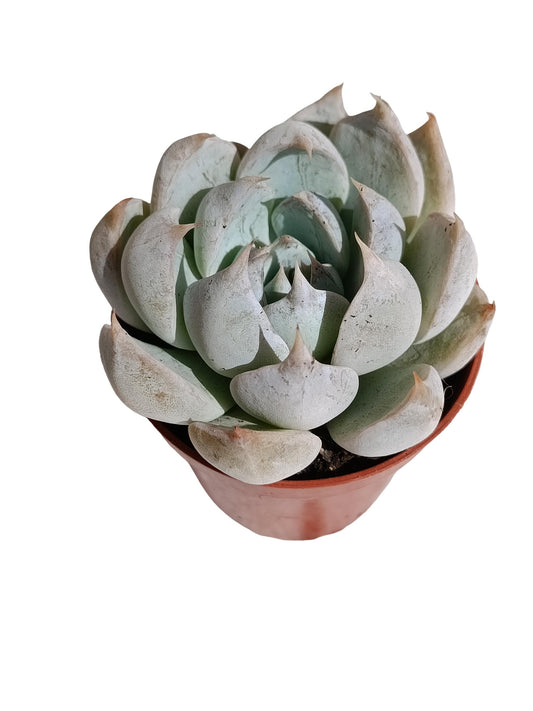 Echeveria Hibrida Nueva 2026 Planta Suculenta Natural Ø5_0