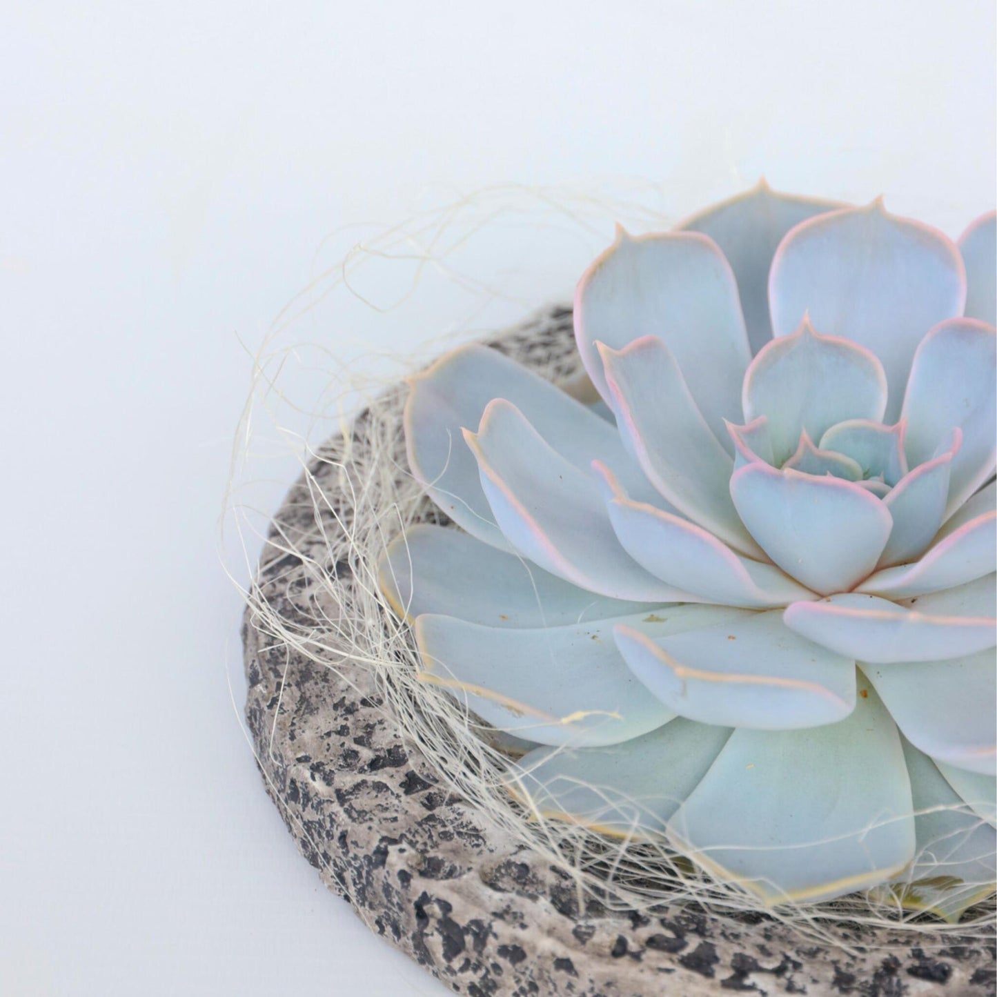 Echeveria Koala Bowl - Echeveria Lilacina - Altura 8cm_3
