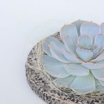 Echeveria Koala Bowl - Echeveria Lilacina - Altura 8cm_3