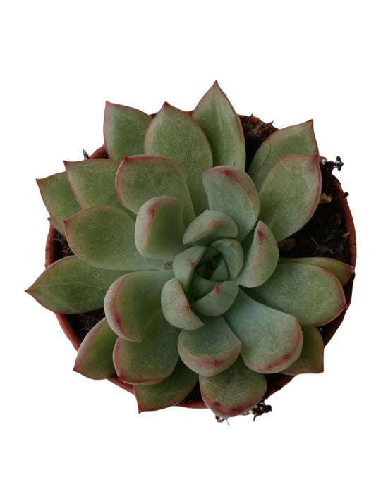 Echeveria Lipstick Planta Suculenta De Sol Ø5 Cm_0