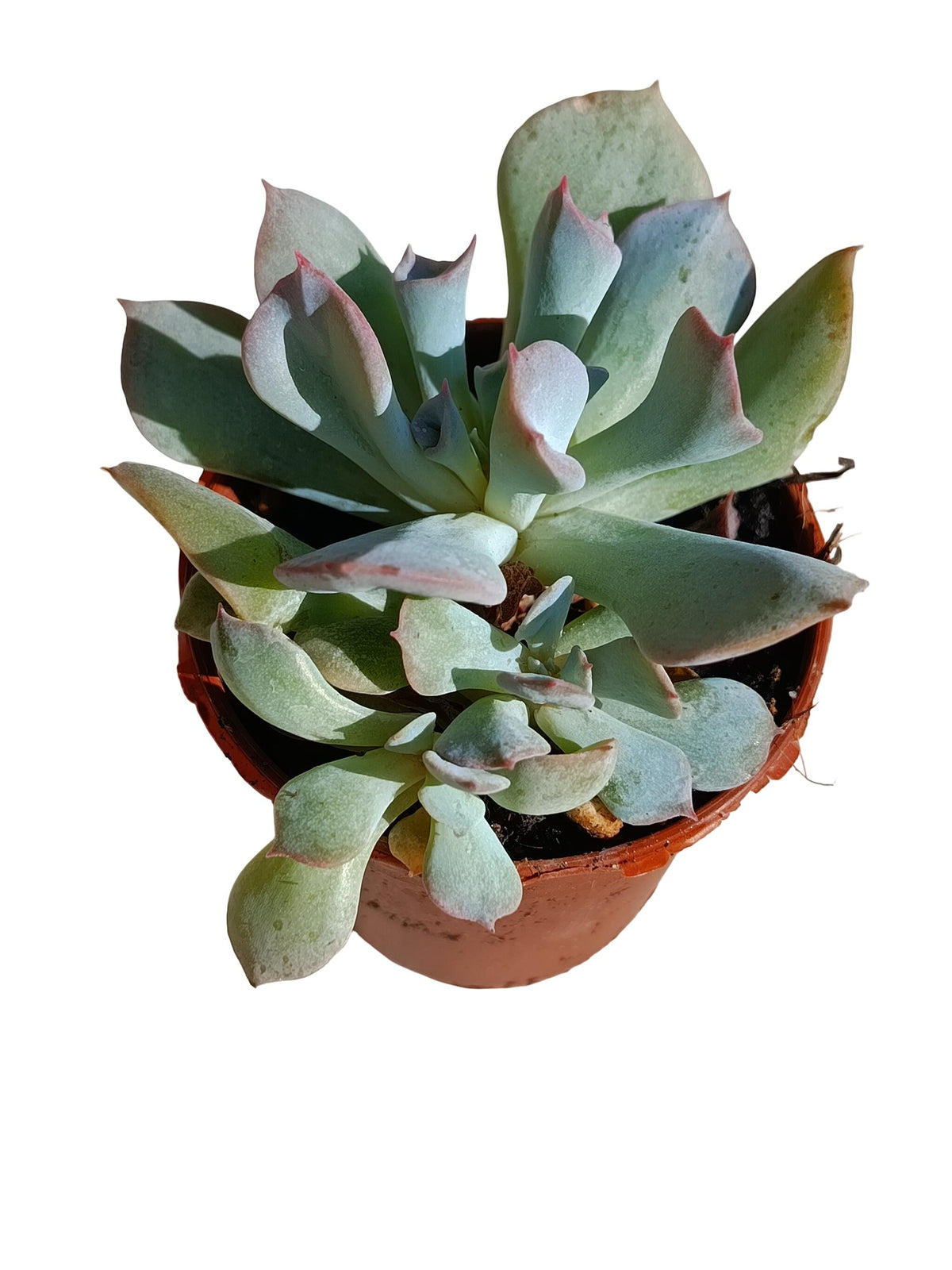 Echeveria Pink Trumpet Planta Suculenta Natural Ø5_0