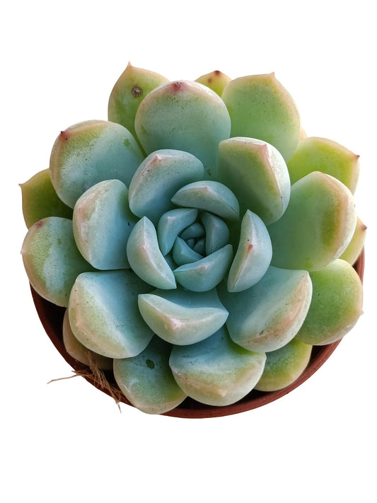 Echeveria 'ice Green' Planta Suculenta Natural Ø5_0