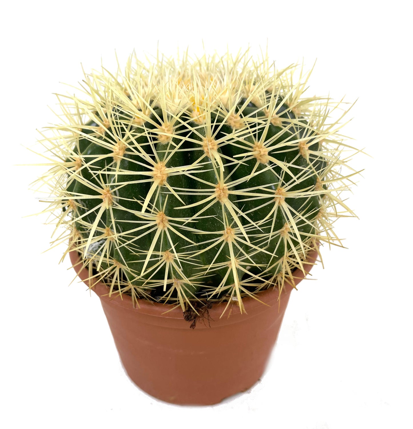 Echinocactus Grusoni M17 20cm_2