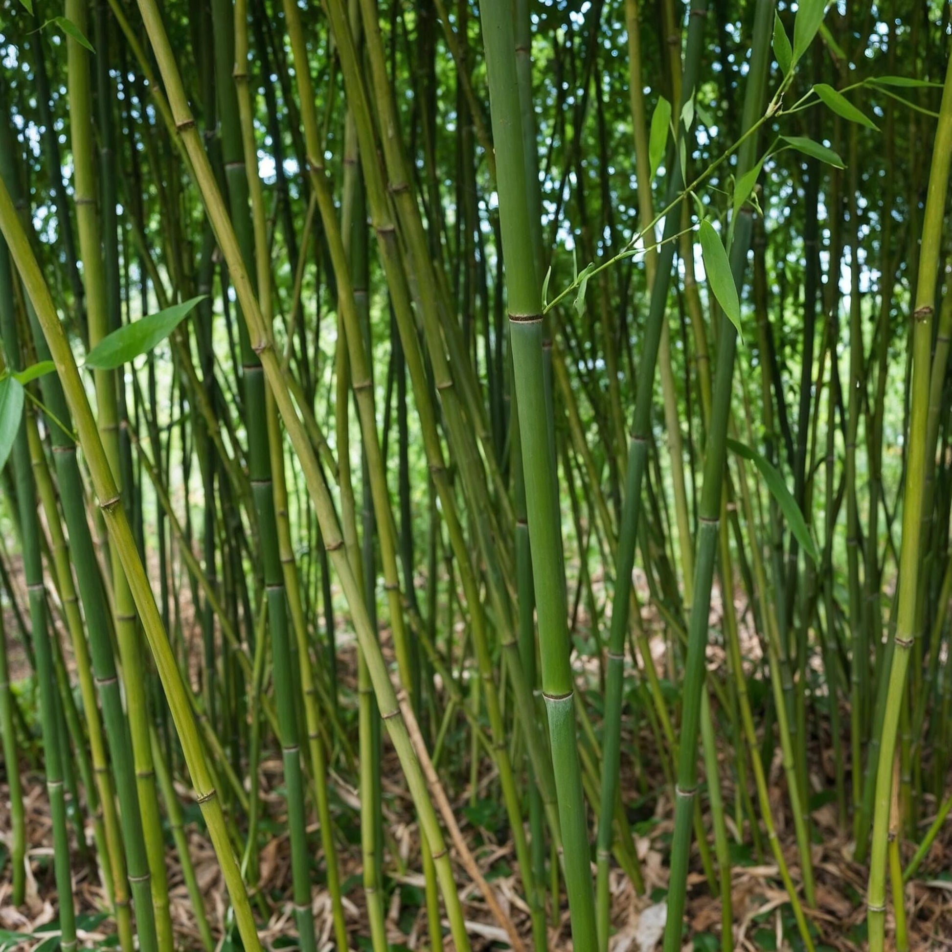 El Bambú Dorado - Phyllostachys 'bisetti' - Altura 160-170cm - ⌀28cm_1
