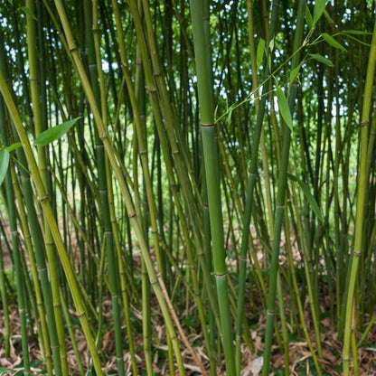 El Bambú Dorado - Phyllostachys 'bisetti' - Altura 160-170cm - ⌀28cm_1