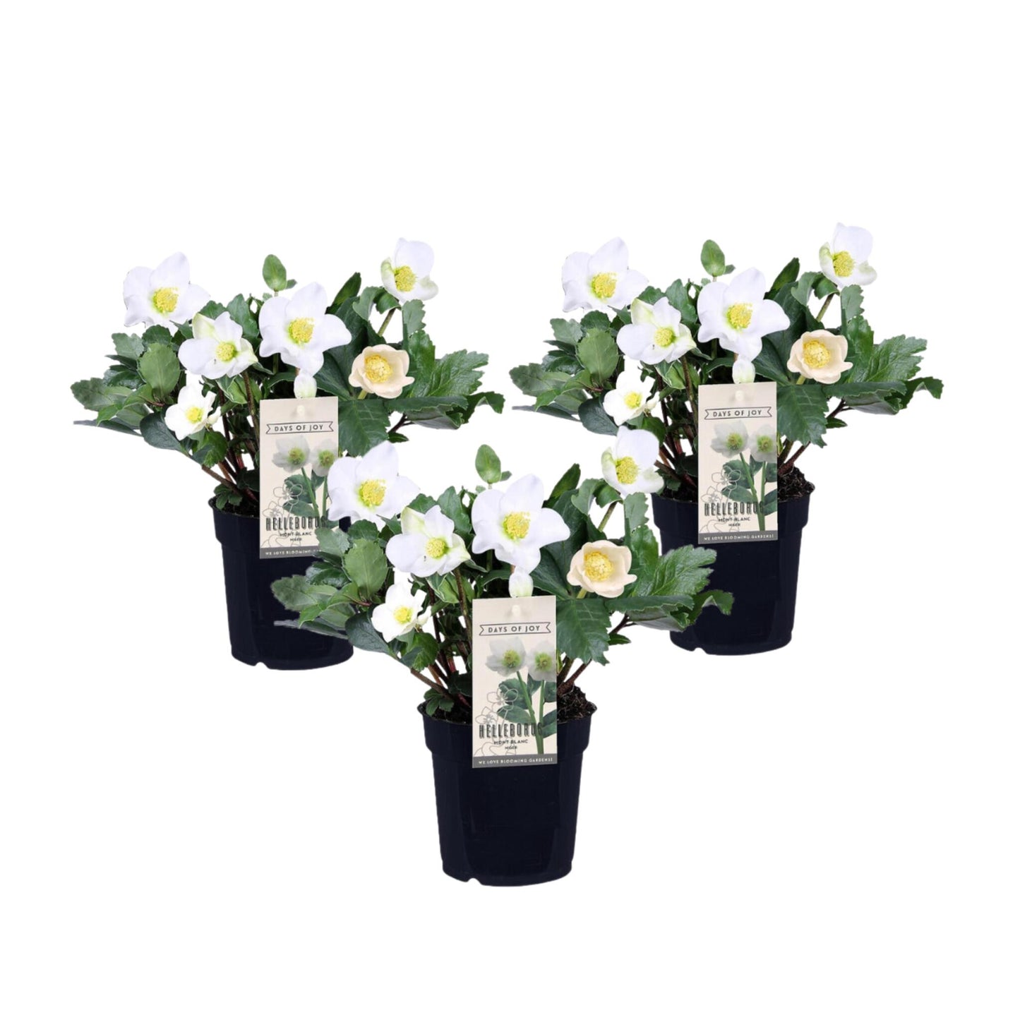 Eléboro - 3 Pzs - Helleborus Niger 'mont Blanc' - Altura 20-30cm - ⌀12cm_0