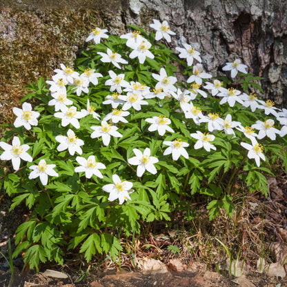 Eléboro - 3 Pzs - Helleborus Niger 'mont Blanc' - Altura 20-30cm - ⌀12cm_1