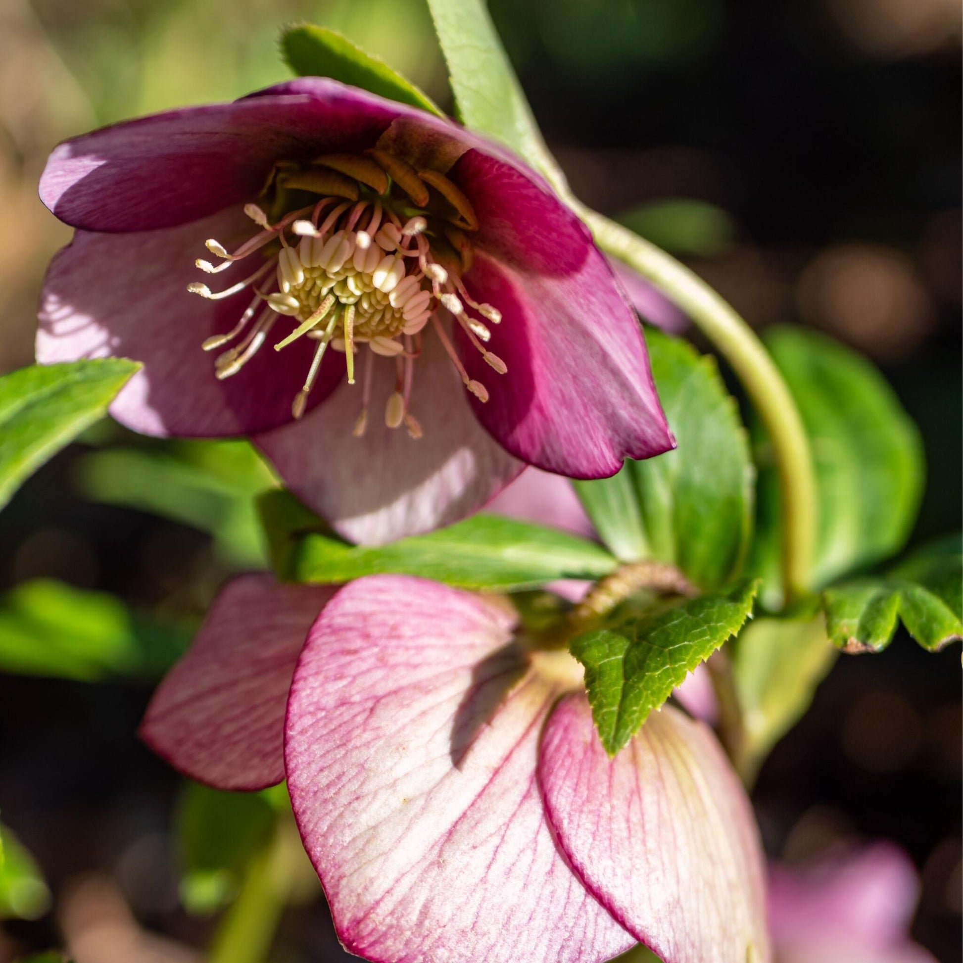 Eléboro - 3 Pzs - Helleborus Orientalis - Altura 20-30cm - ⌀12cm_3