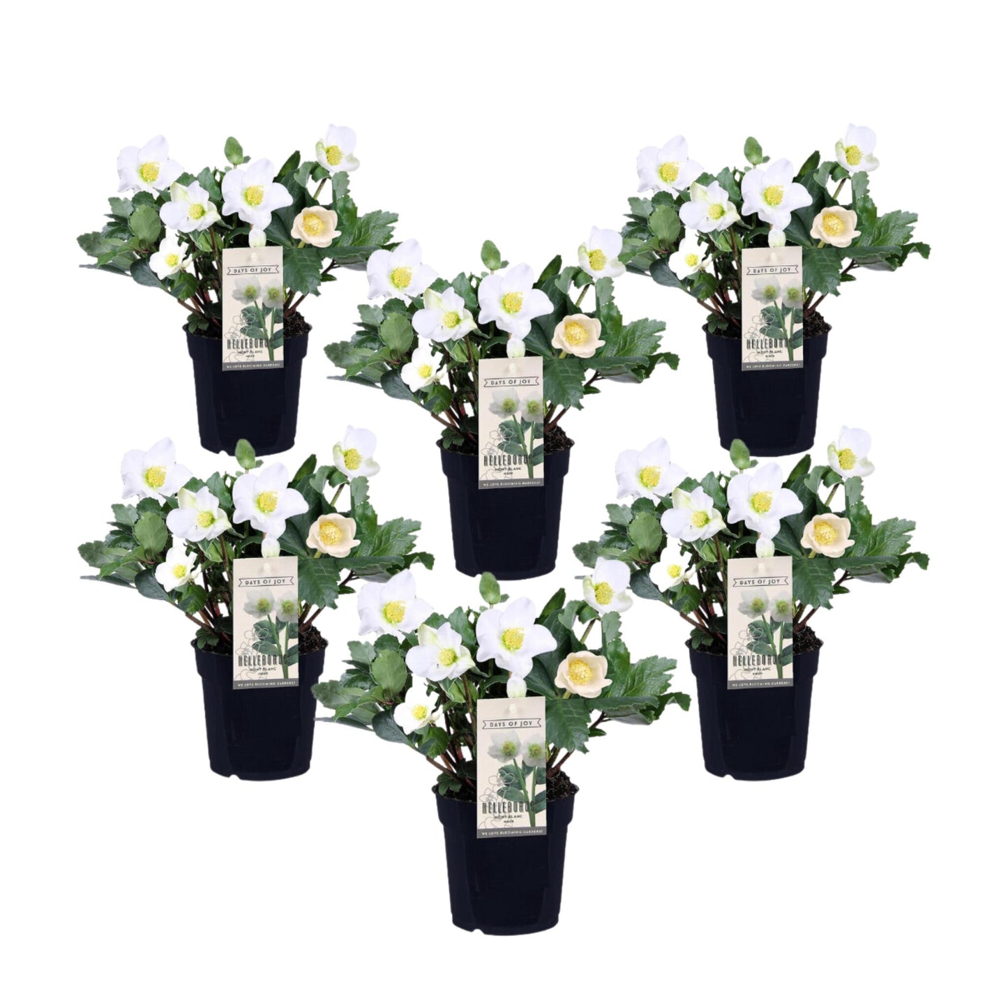 Eléboro - 6 Pzs - Helleborus Niger 'mont Blanc' - Altura 20-30cm - ⌀12cm_0