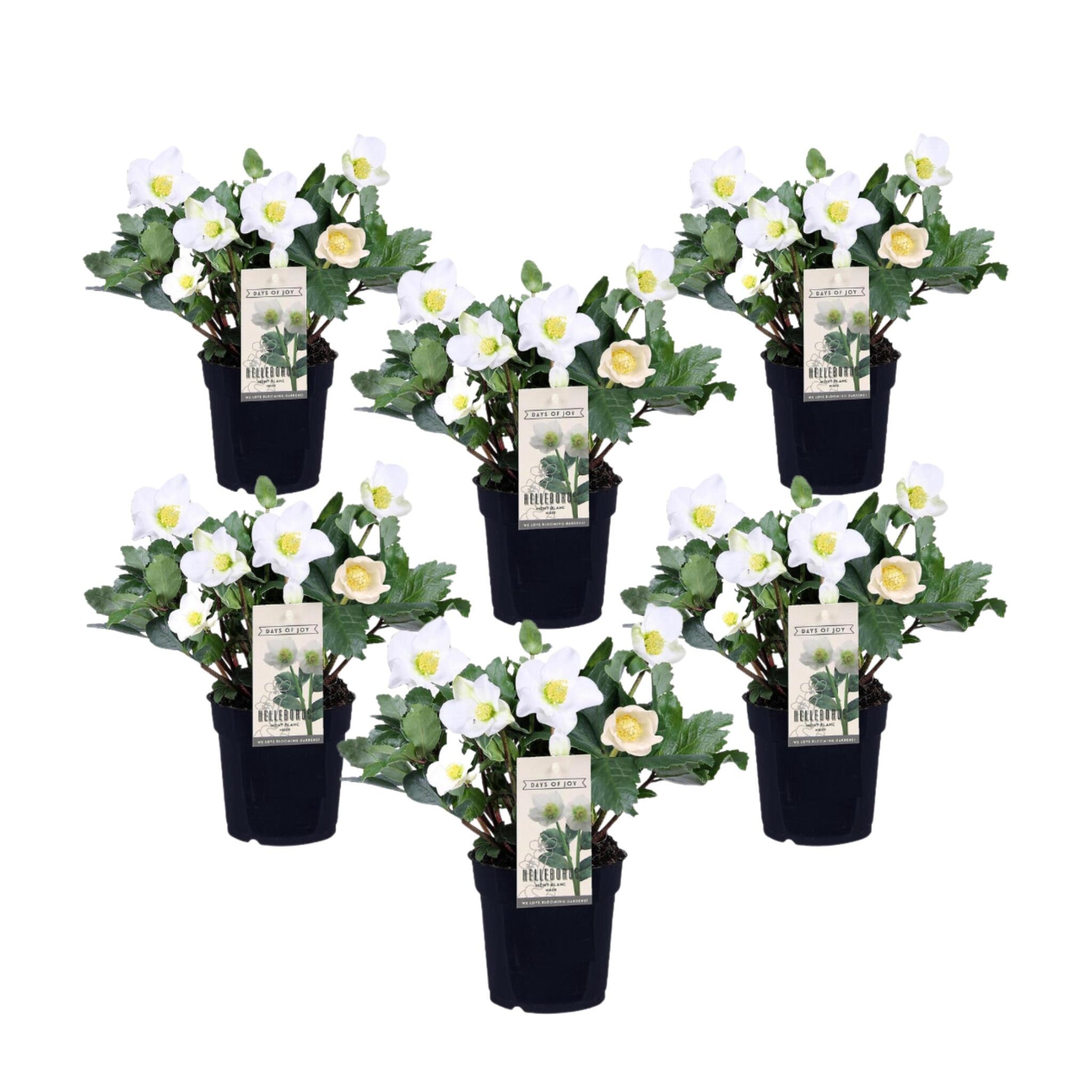 Eléboro - 6 Pzs - Helleborus Niger 'mont Blanc' - Altura 20-30cm - ⌀12cm_0