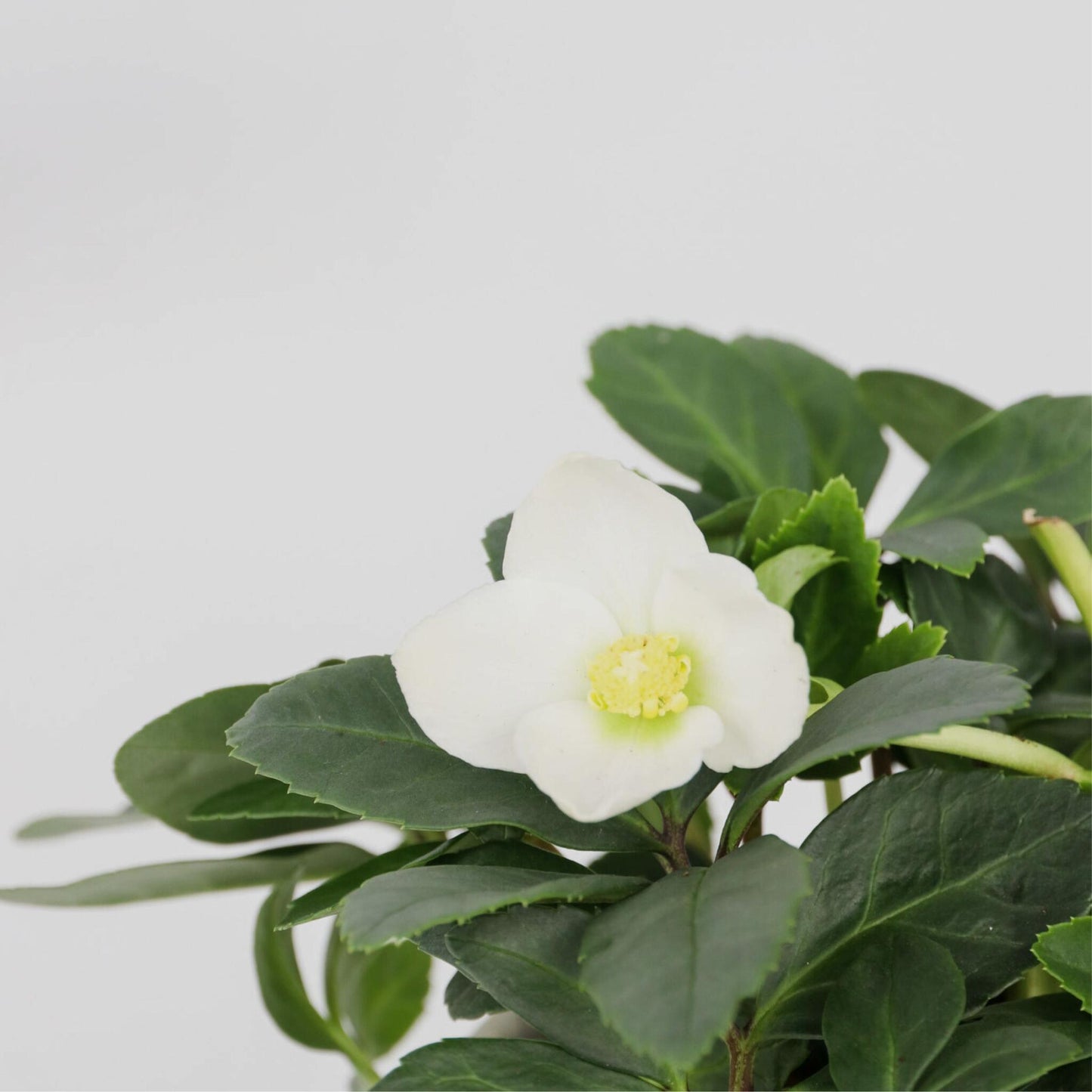 Eléboro - 6 Pzs - Helleborus Niger 'mont Blanc' - Altura 20-30cm - ⌀12cm_3