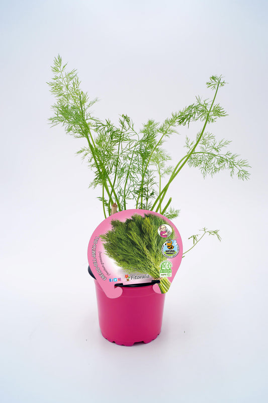 Eneldo En Maceta 10,5 Cm. Natural - Fitoralia_0