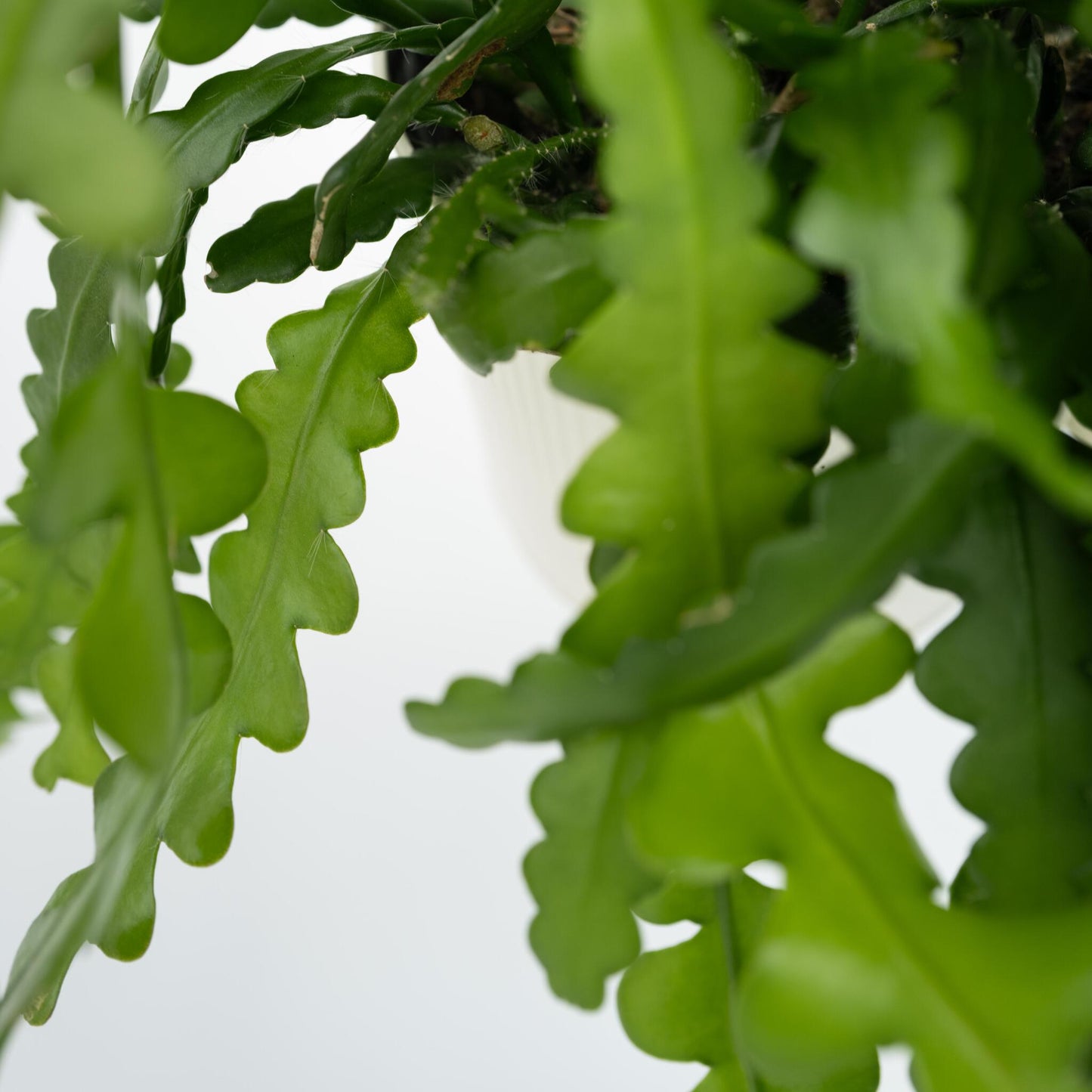 Epifilio - 2 Pzs - Epiphyllum 'anguliger' - Altura 30-40cm - ⌀15cm_3